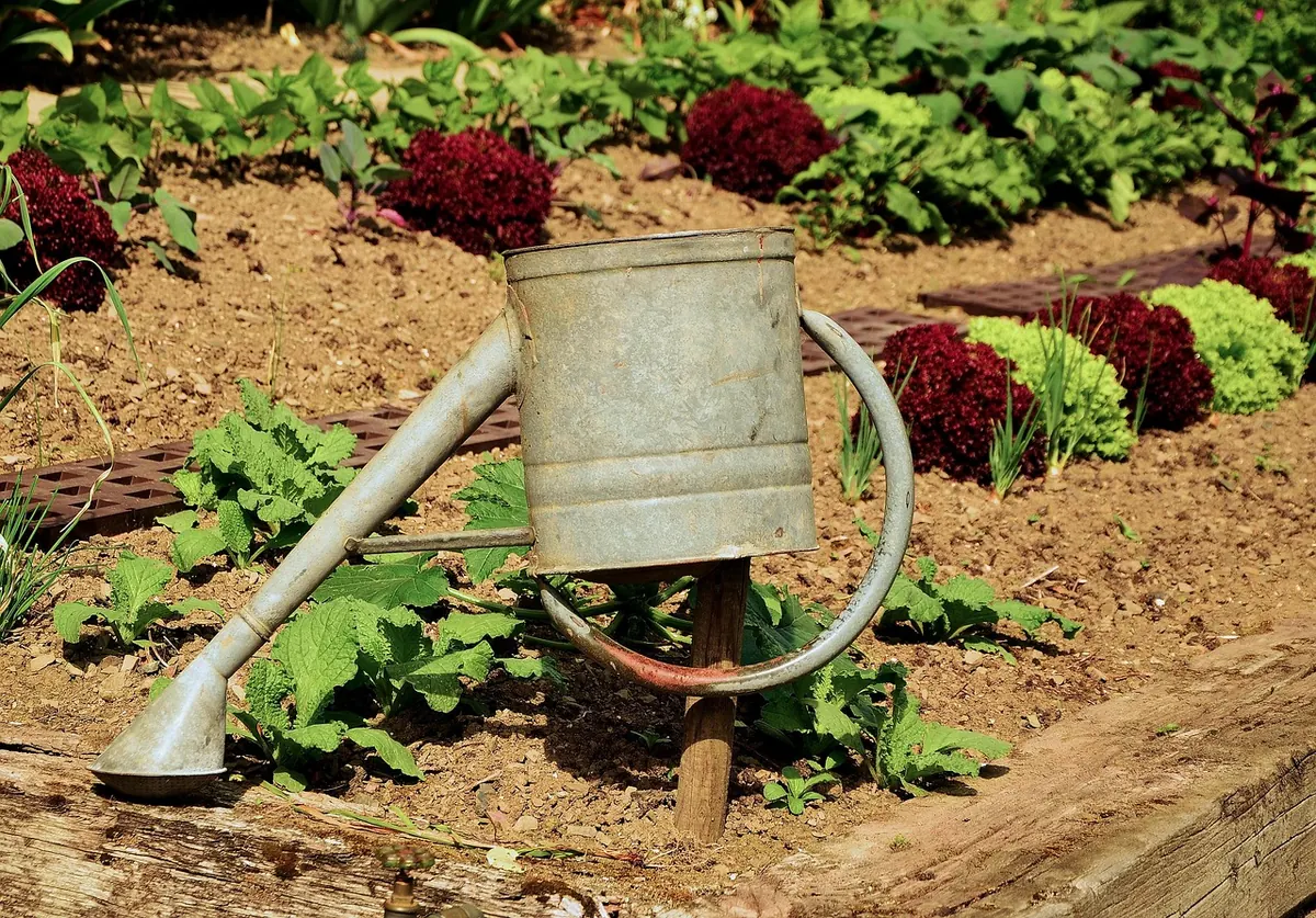 Allotment Summer Watering Checklist for Hot Weather