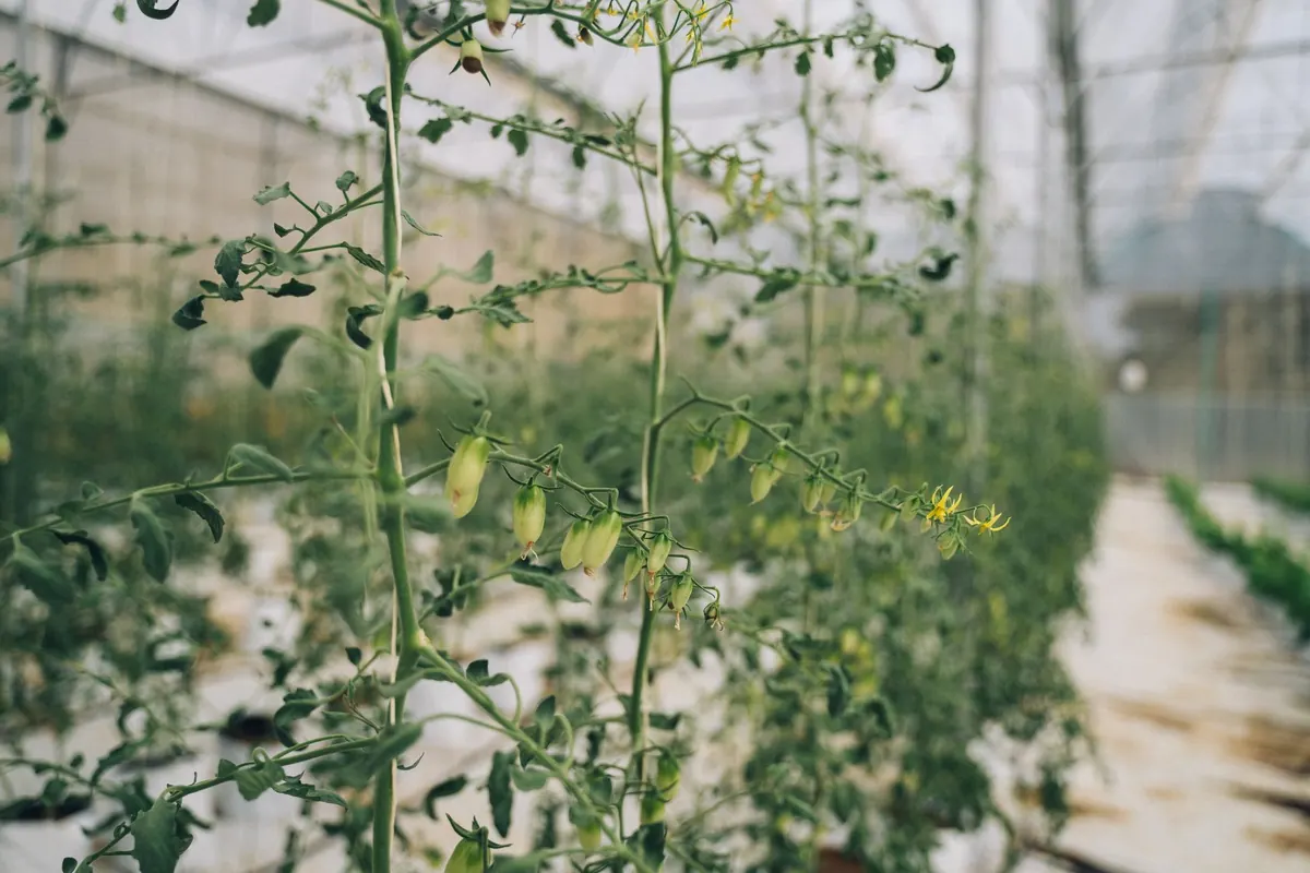 Common Tomato Growing Mistakes in a UK Garden
