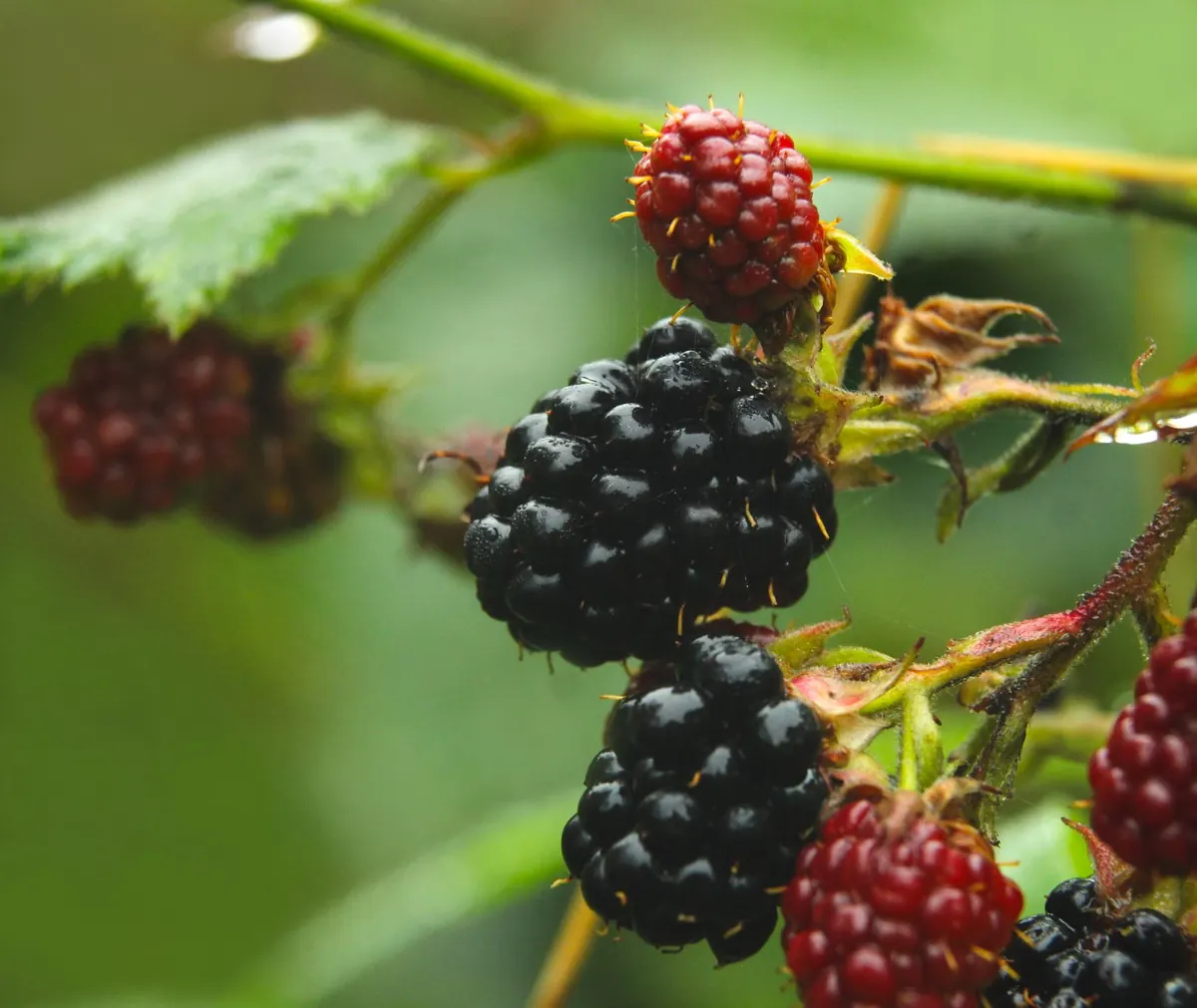 Foraging Blackberries: When, Where and How to Pick Safely