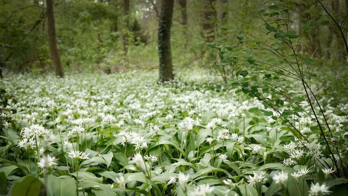 Spring Foraging Checklist: Safe Beginner Plants to Identify